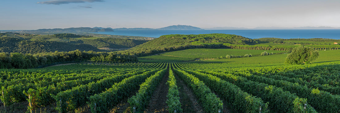 Bolgheri, quando il Terroir fa la differenza!